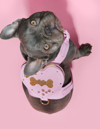 Kutya hám hátizsák